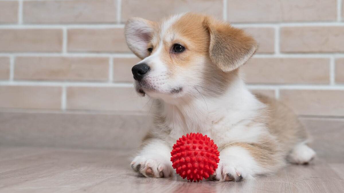 A small dog playing with a red ball on the floor.