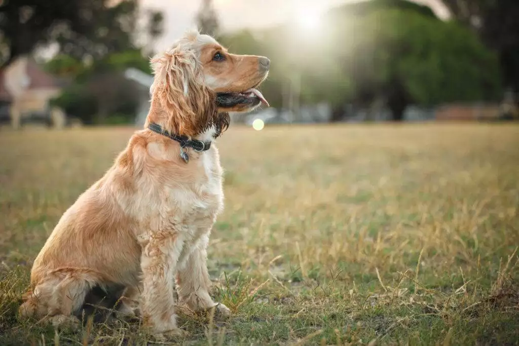 A brown dog sitting in a field looking at the sun.