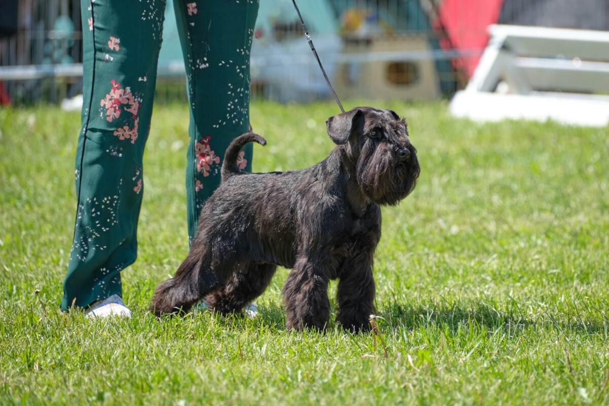 449+ Schnauzer Names BEST Guide (Find Your Favorite)