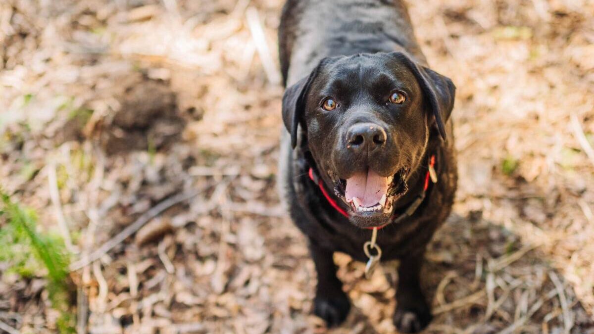 A black labrador dog standing in the woods.