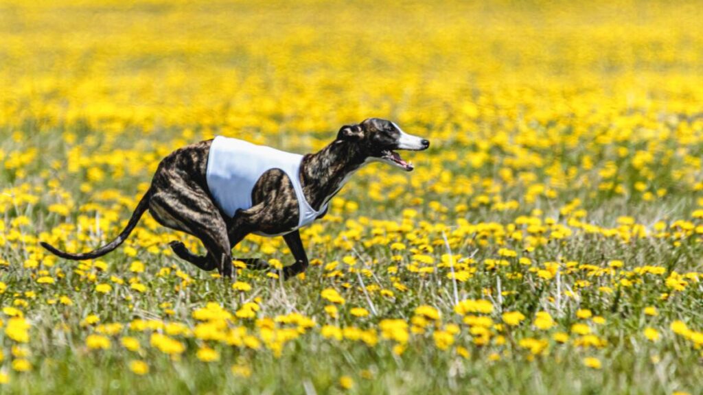 A greyhound running through a field of yellow flowers.