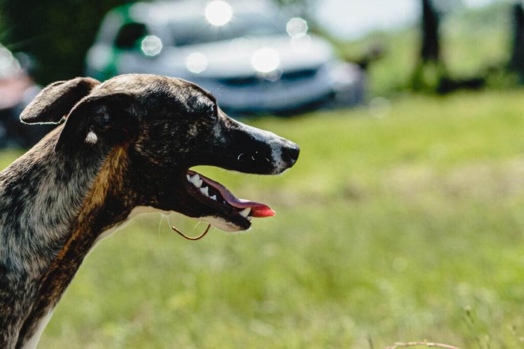 A dog is standing in a field with a car in the background.