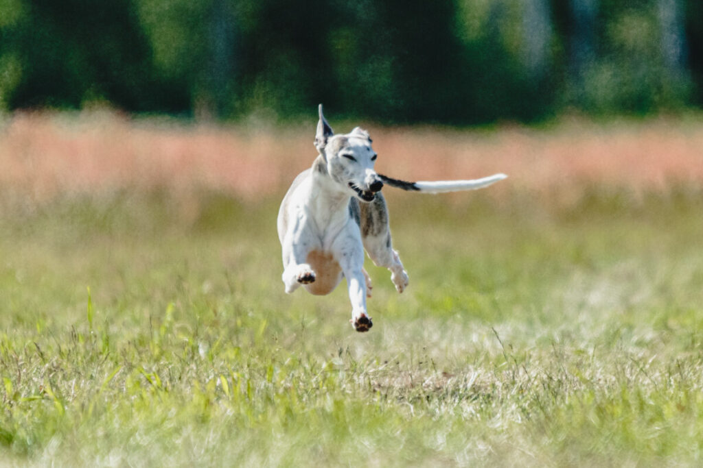 A greyhound dog running in a field.