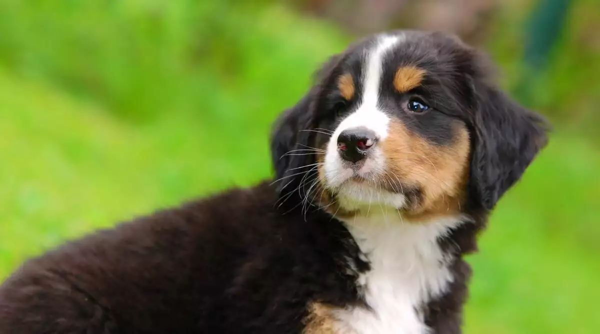 A bernese mountain dog is sitting in the grass.