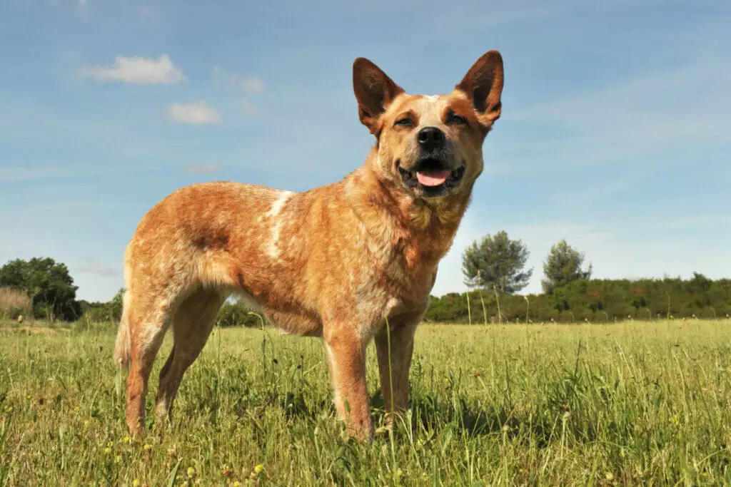 A brown and white dog standing in a grassy field.