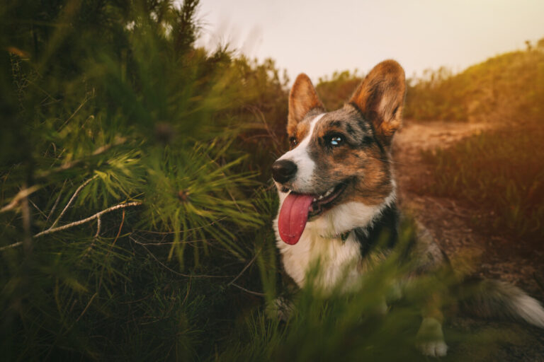449+ Corgi Names (BEST Friendly & Fun Ideas For Your Pup)