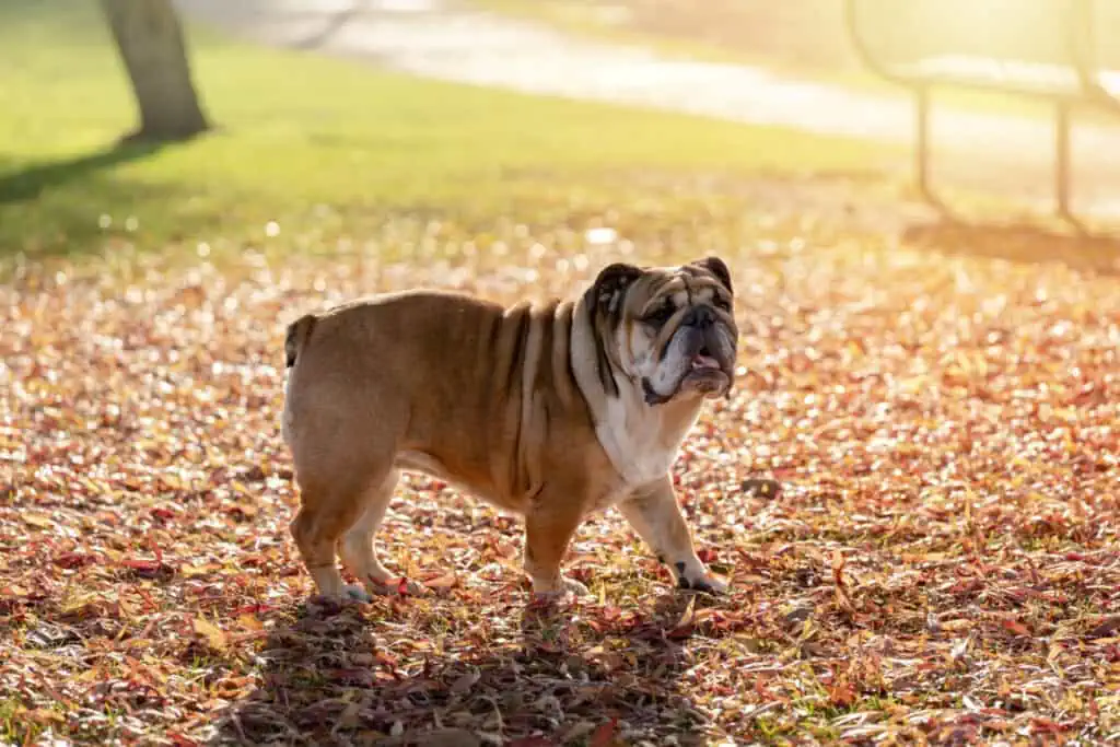 A bulldog standing on a field of leaves.