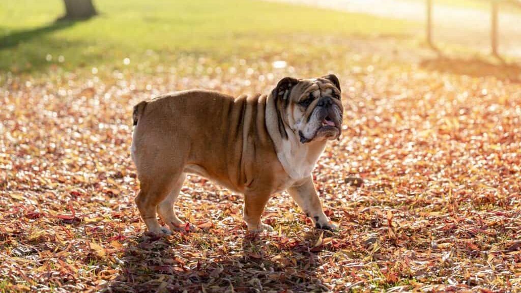 A bulldog standing on a field of leaves.