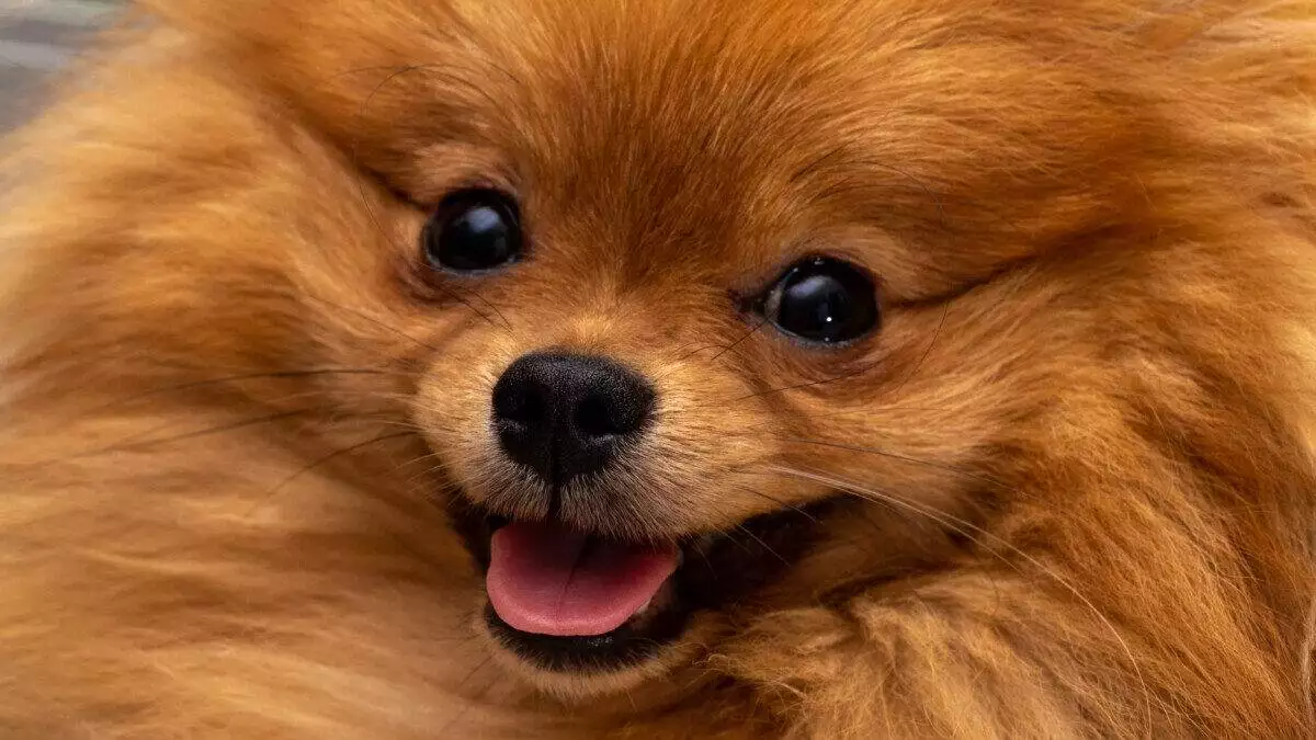 A pomeranian dog is smiling at the camera.