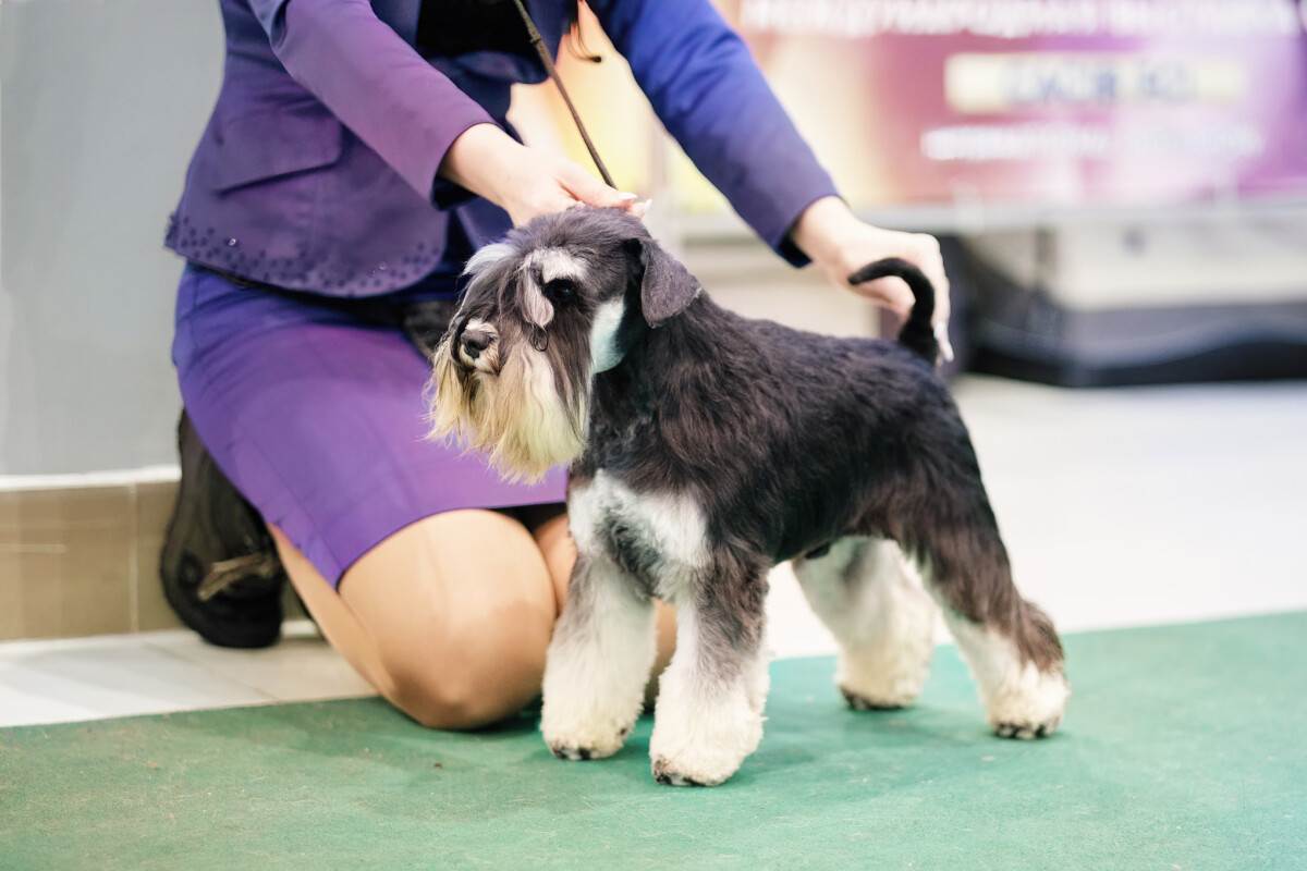 449+ Schnauzer Names BEST Guide (Find Your Favorite)