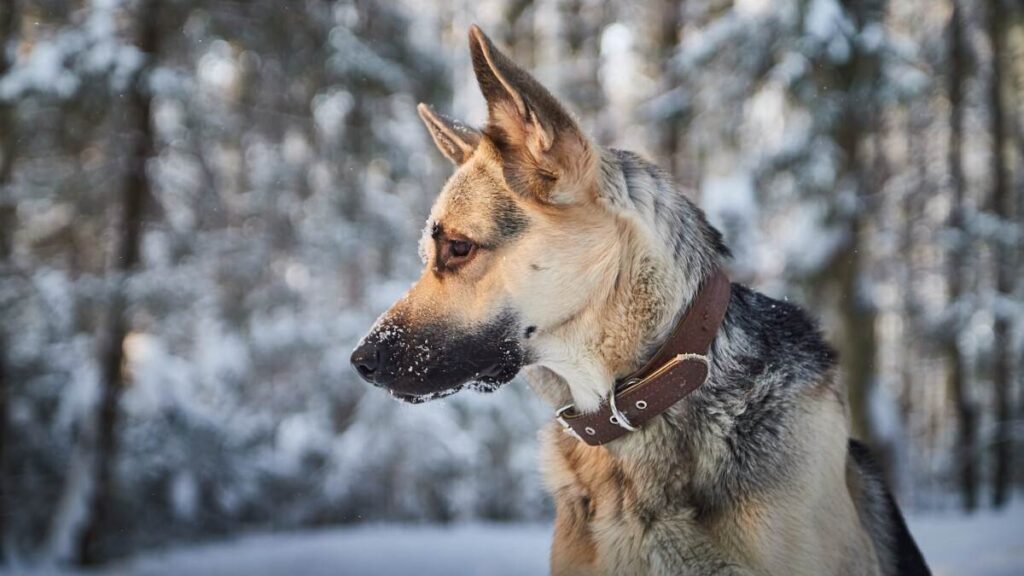 Dog German Shepherd outdoors in the forest in a winter day. Russian guard dog Eastern European Shepherd in nature on the snow and white trees covered snow