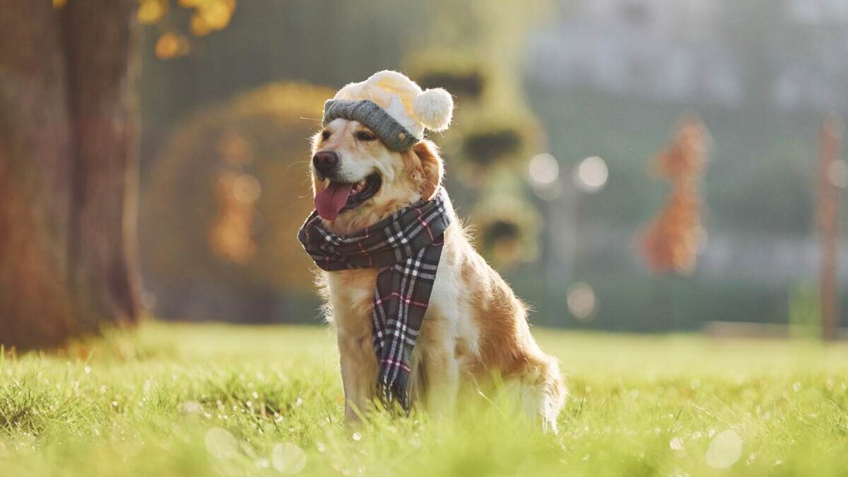 A golden retriever wearing a scarf and hat in the grass.