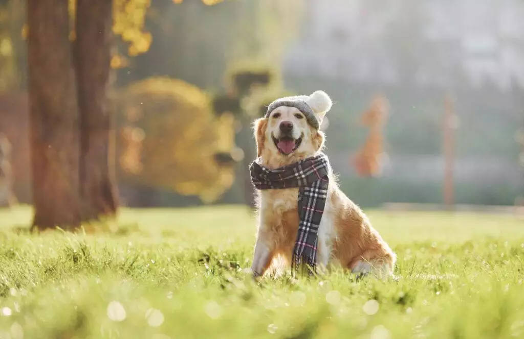 A golden retriever wearing a hat and scarf in a park.