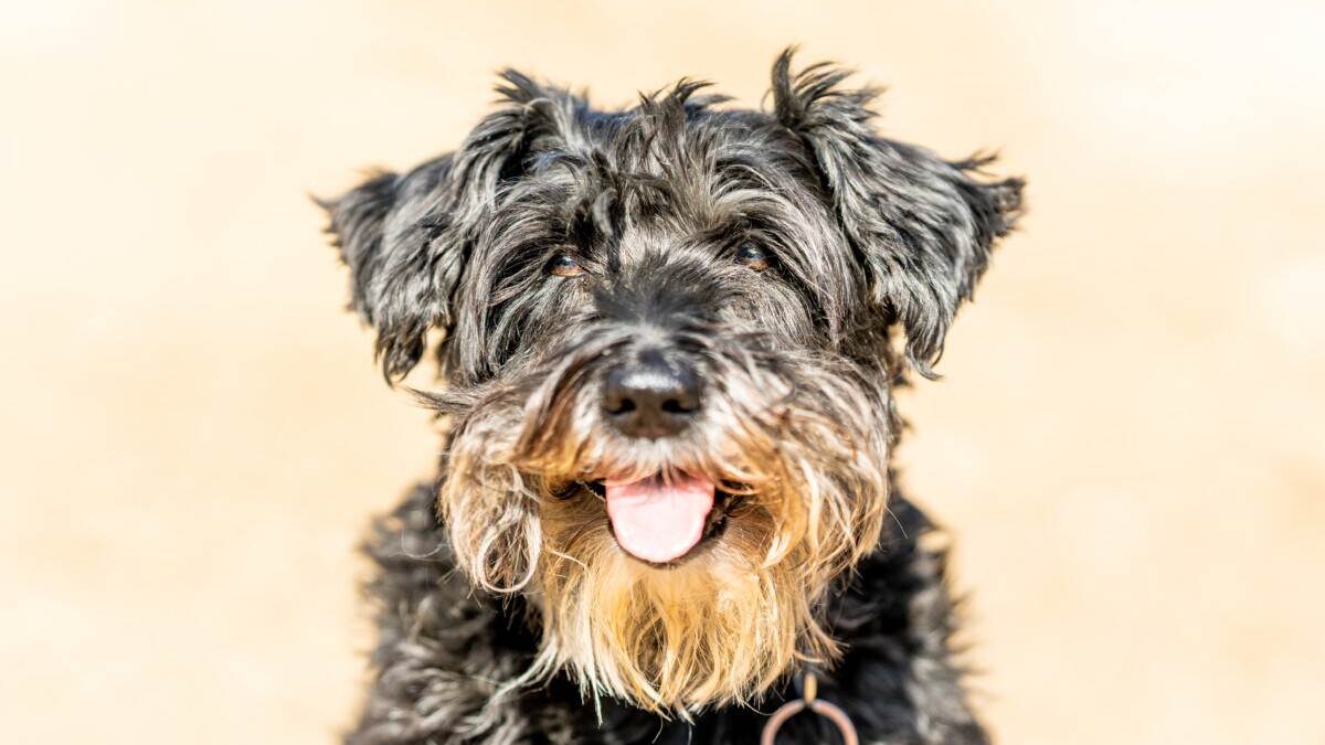 A black and brown dog with its tongue out.