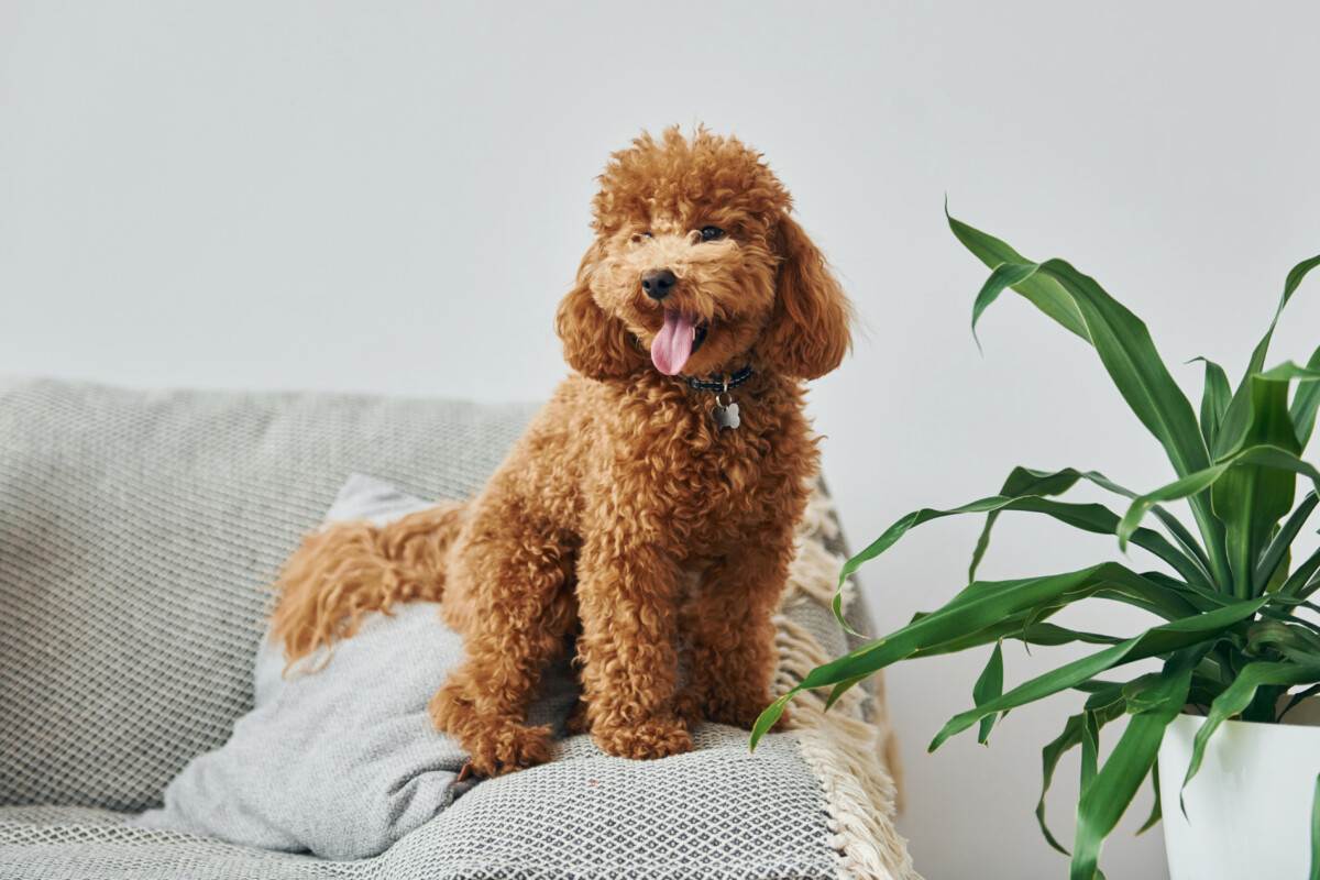 449+ Poodle Names BEST Options For Your Pup Blog Of Tom