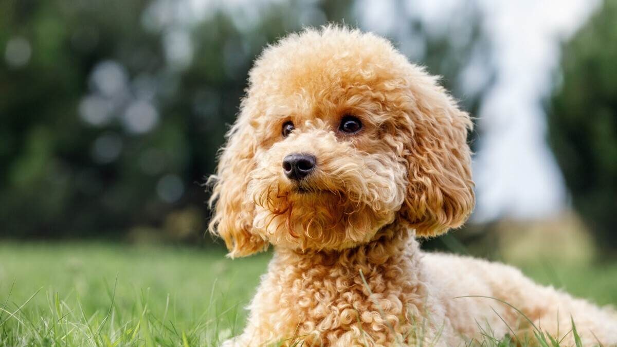 A brown poodle laying in the grass.