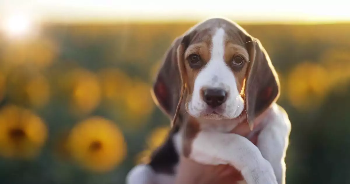 A beagle puppy is being held by a person in a field of sunflowers.