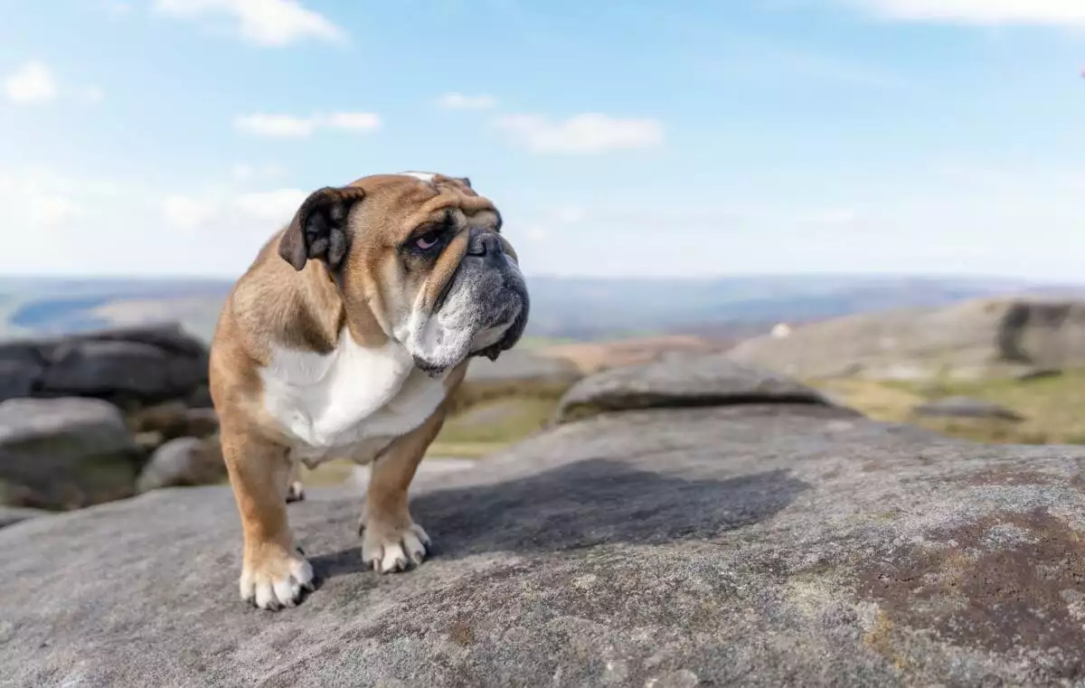 A bulldog standing on top of a rock.