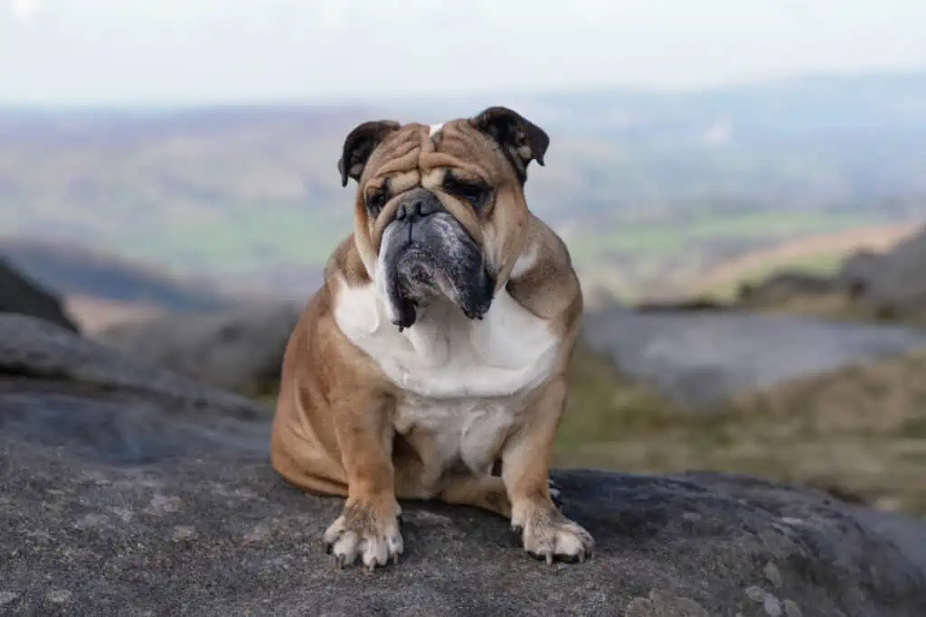 A bulldog sits on top of a large rock.