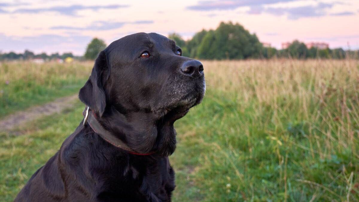 A black dog is sitting in a field looking up at the sky.