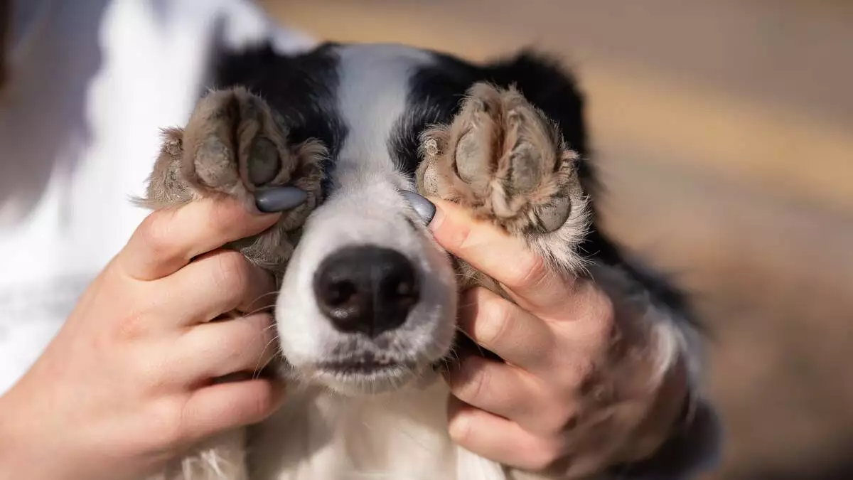 A person is holding a dog's paws.