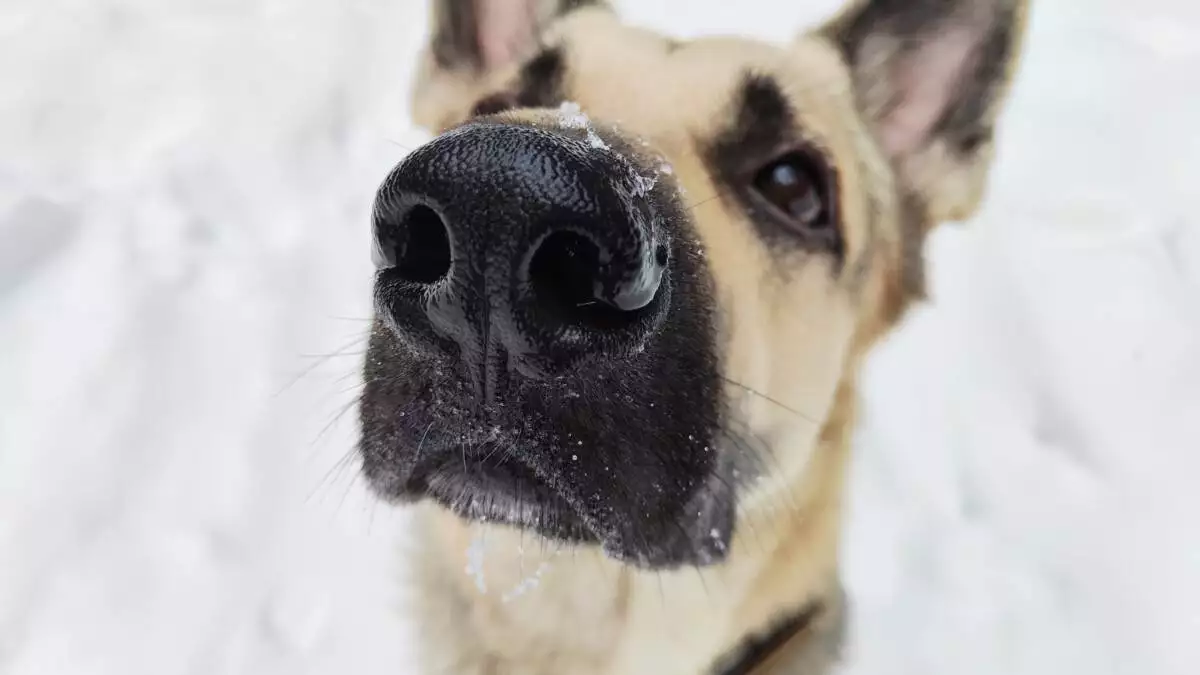 A close up of a german shepherd dog in the snow.