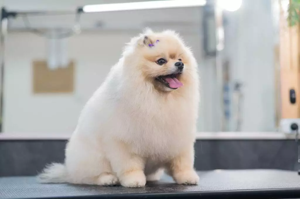 A white pomeranian dog sitting on a table in a salon.