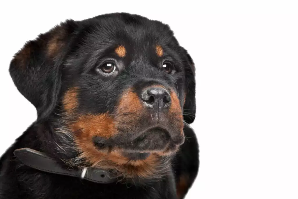 A black and tan rottweiler puppy is looking at the camera.