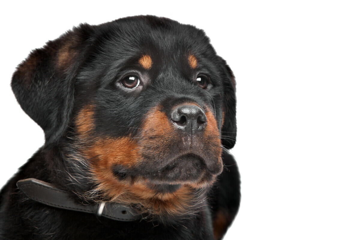 79+ Black And Tan Dog Names (Best 2024 Picks) Blog Of Tom