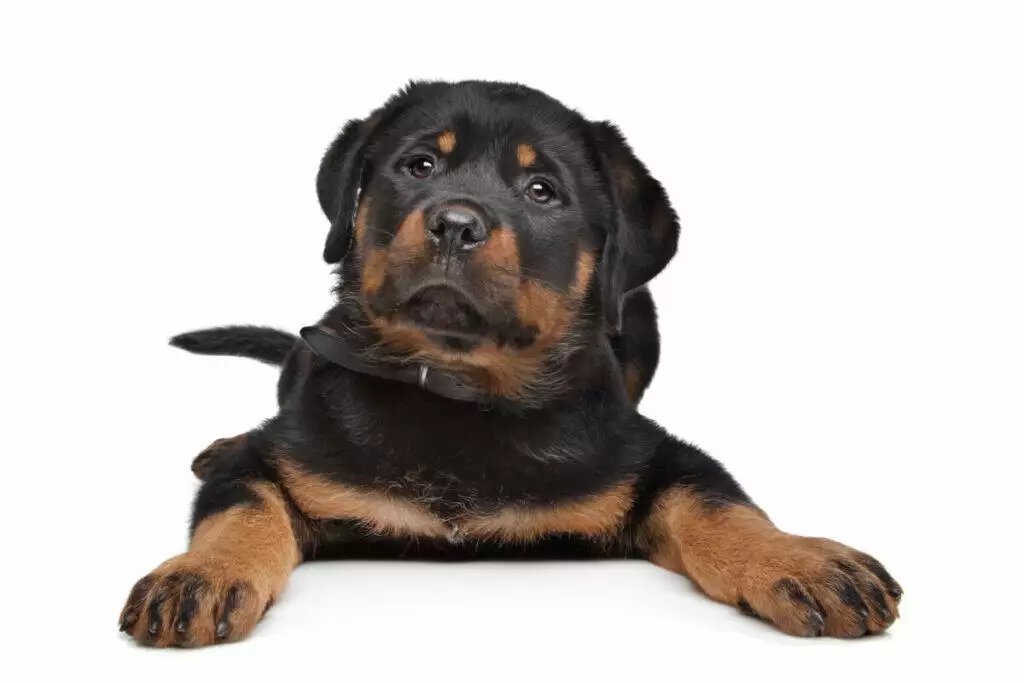 A rottweiler puppy laying down on a white background.