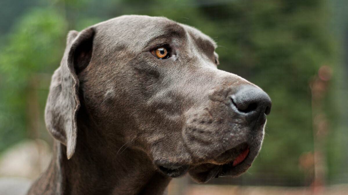 A gray dog is staring at the camera.