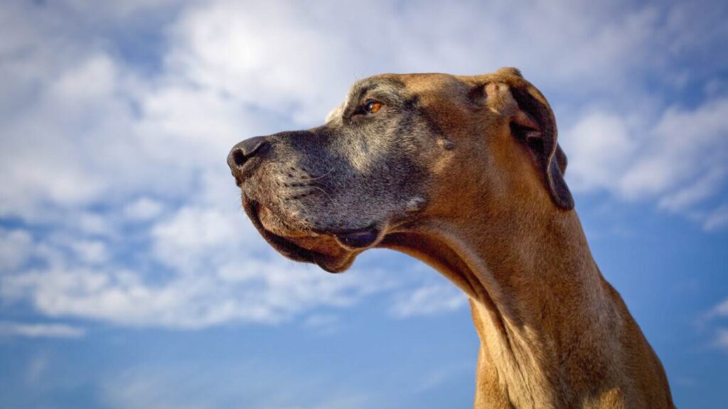 A large dog is looking up at the sky.