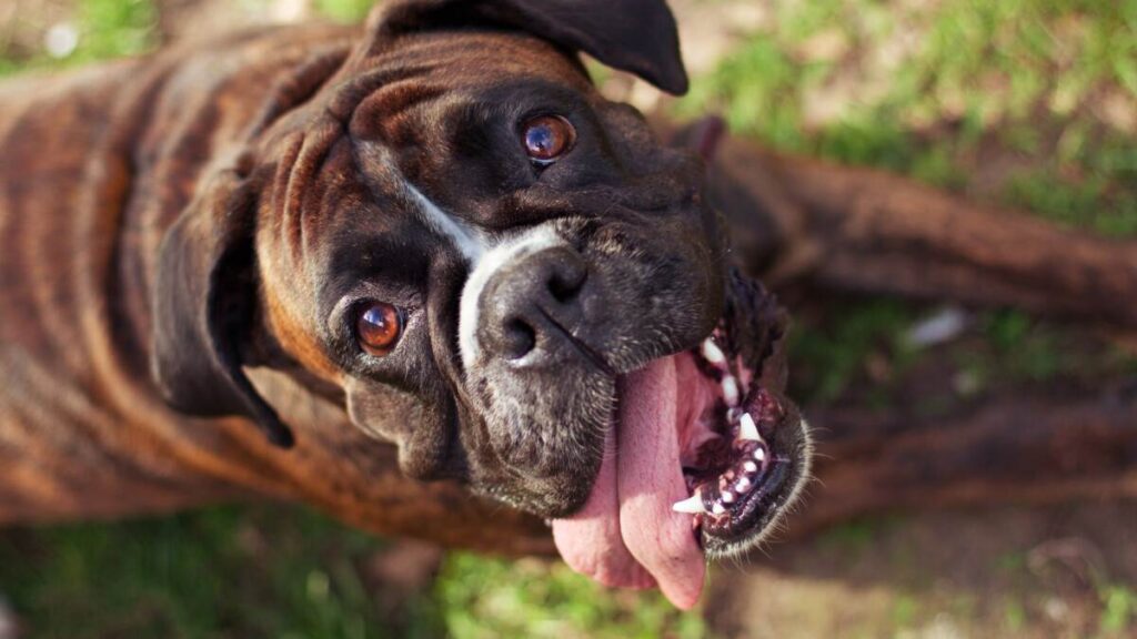 A boxer dog laying on the grass with its tongue out.