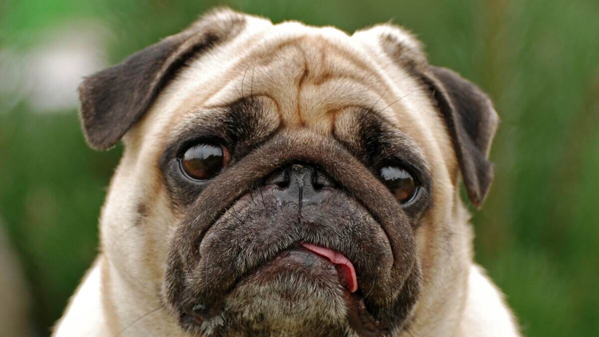 A pug dog with its tongue out looking at the camera.