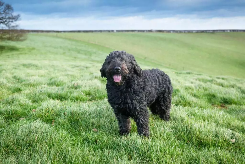 A black dog standing in a grassy field.