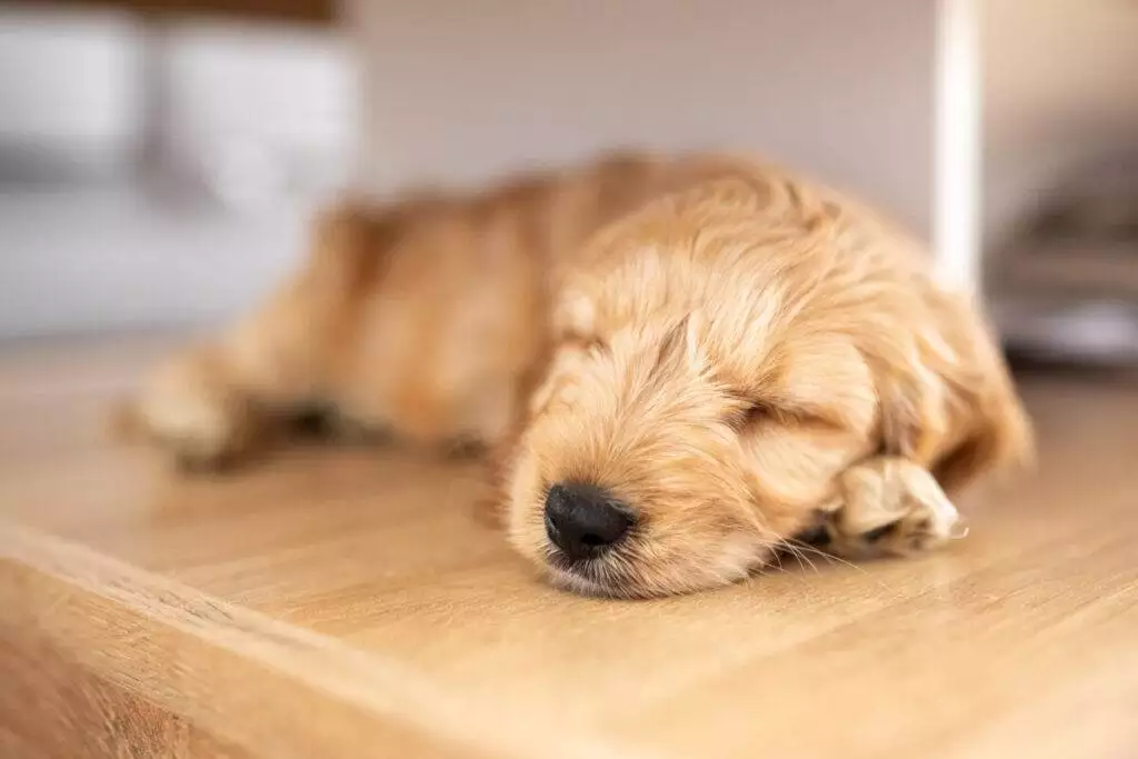 A golden retriever puppy sleeping on top of a wooden table.