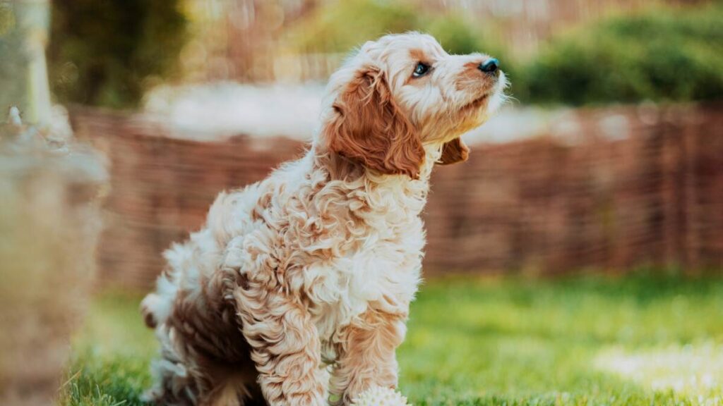 A brown and white dog sitting in the grass.