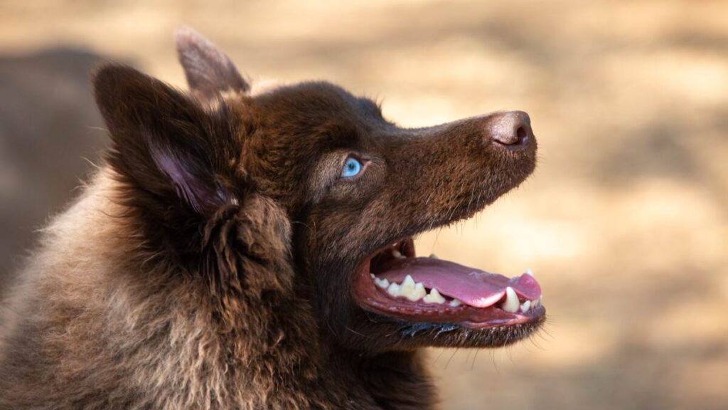 Portrait of a brown Pomsky with blue eyes