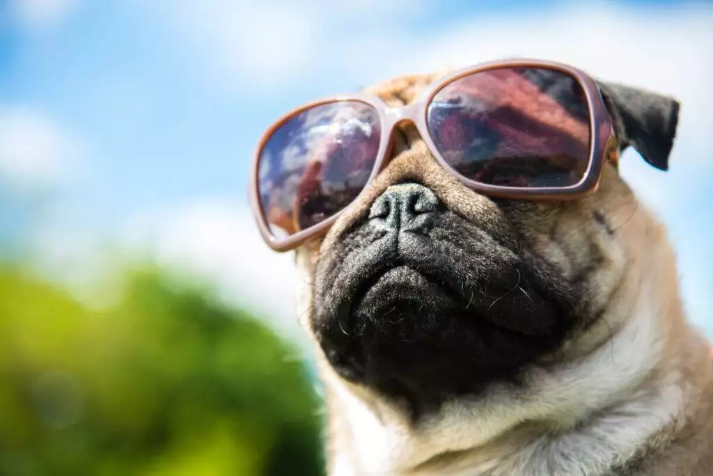 A pug dog wearing sunglasses.