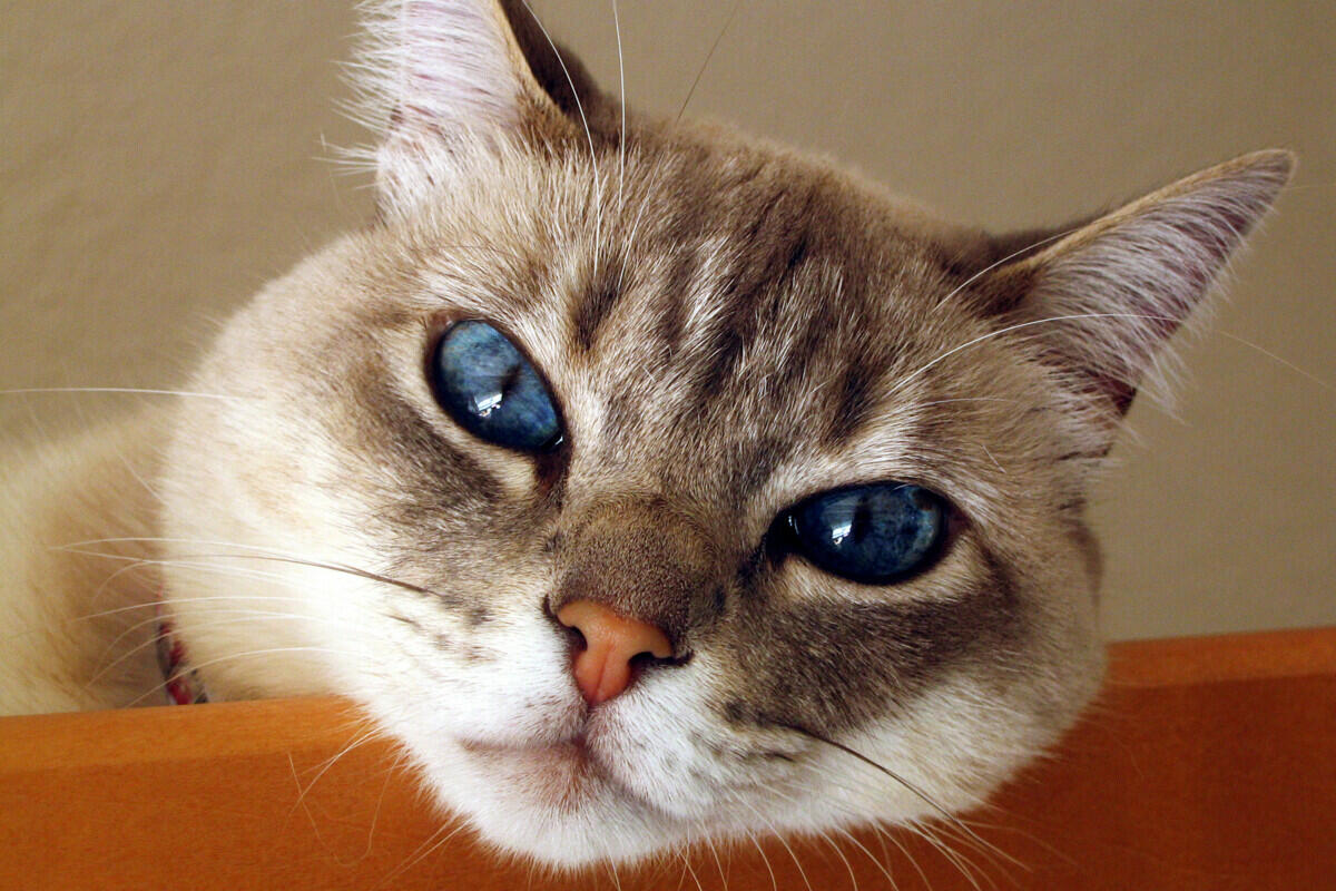 A cat with blue eyes.