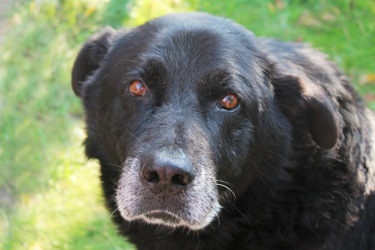 A black dog looking at the camera.