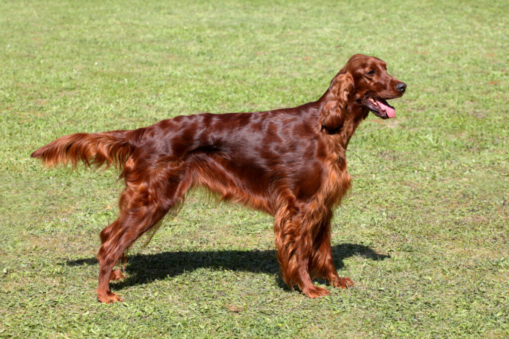 Irish setter on a green grass lawn