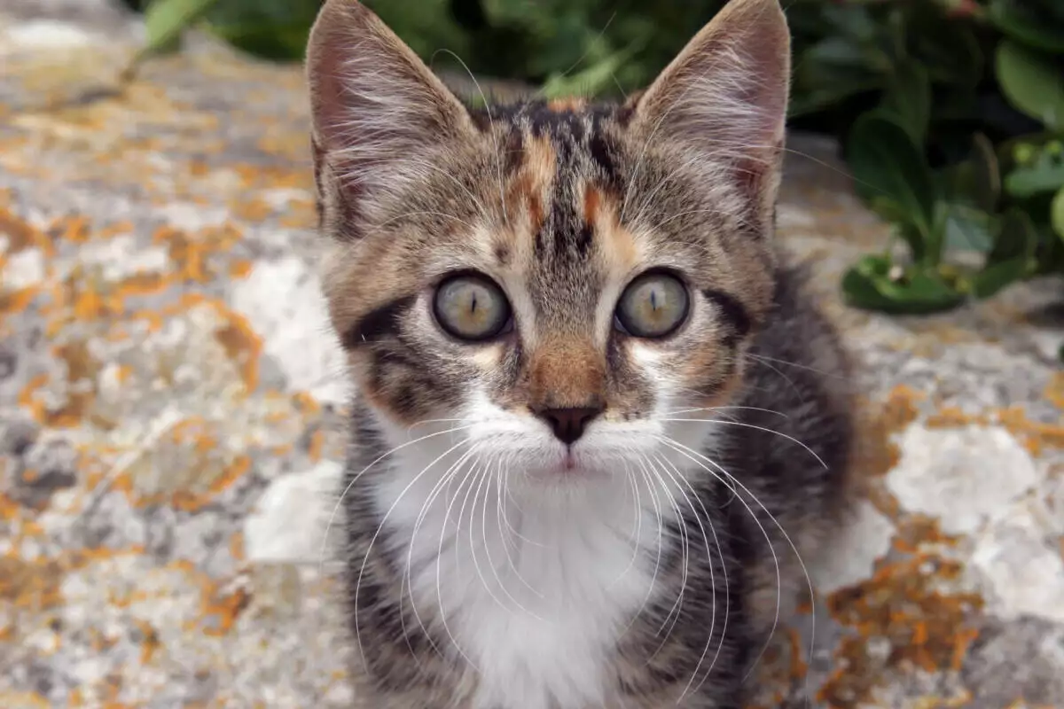 A kitten is sitting on a rock looking at the camera.