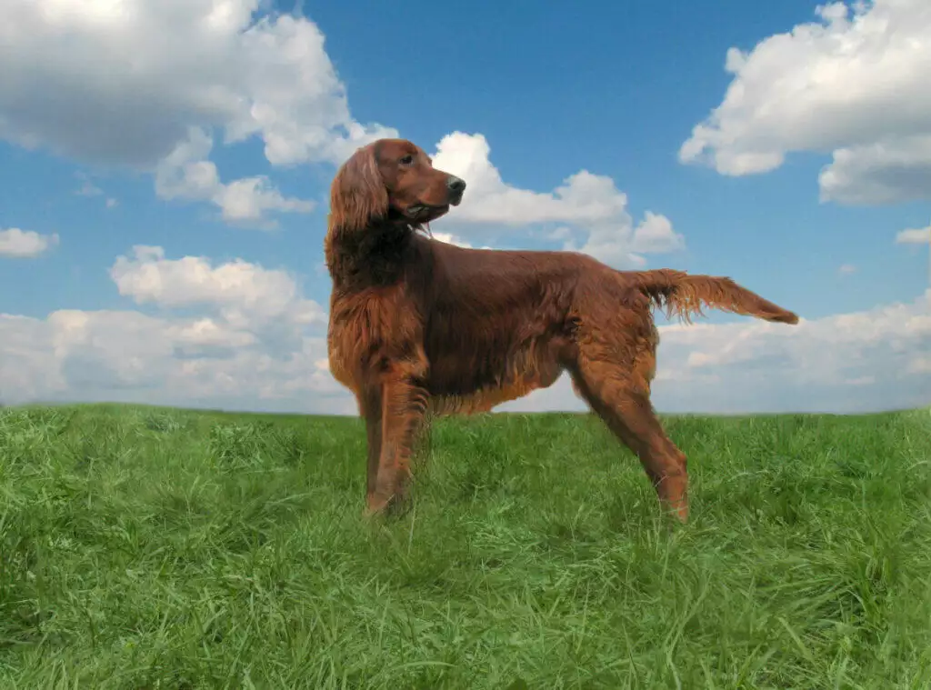 A brown dog standing in a grassy field.