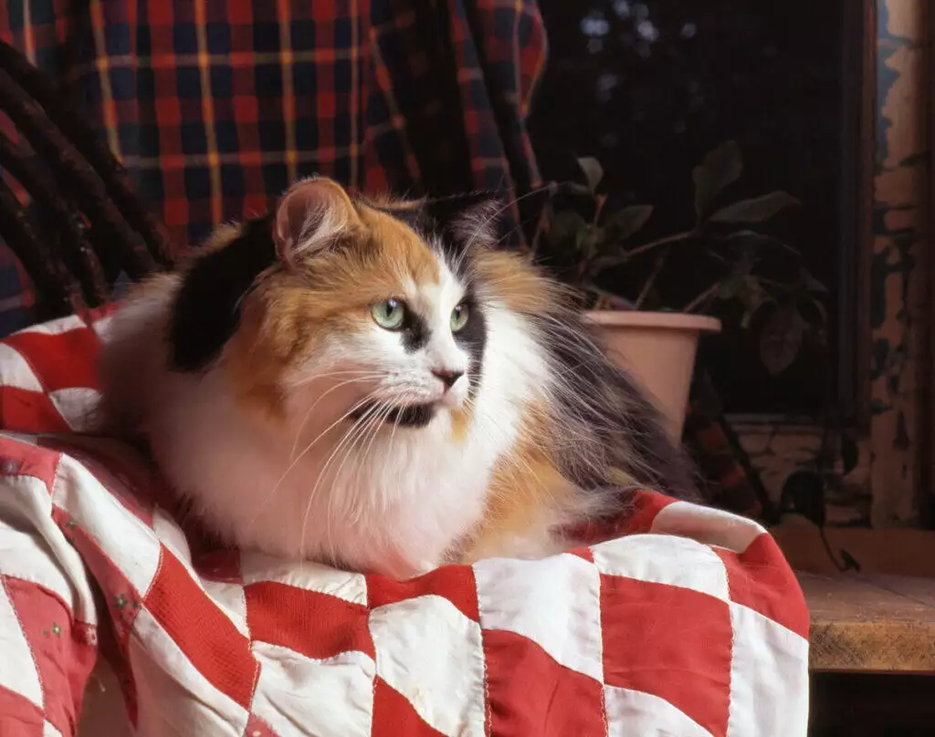 A calico cat sitting on a red and white checkered blanket.