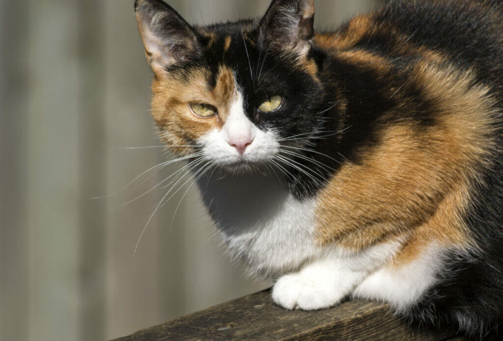 449+ Calico Cat Names (BEST 2024 Choices!) Blog Of Tom