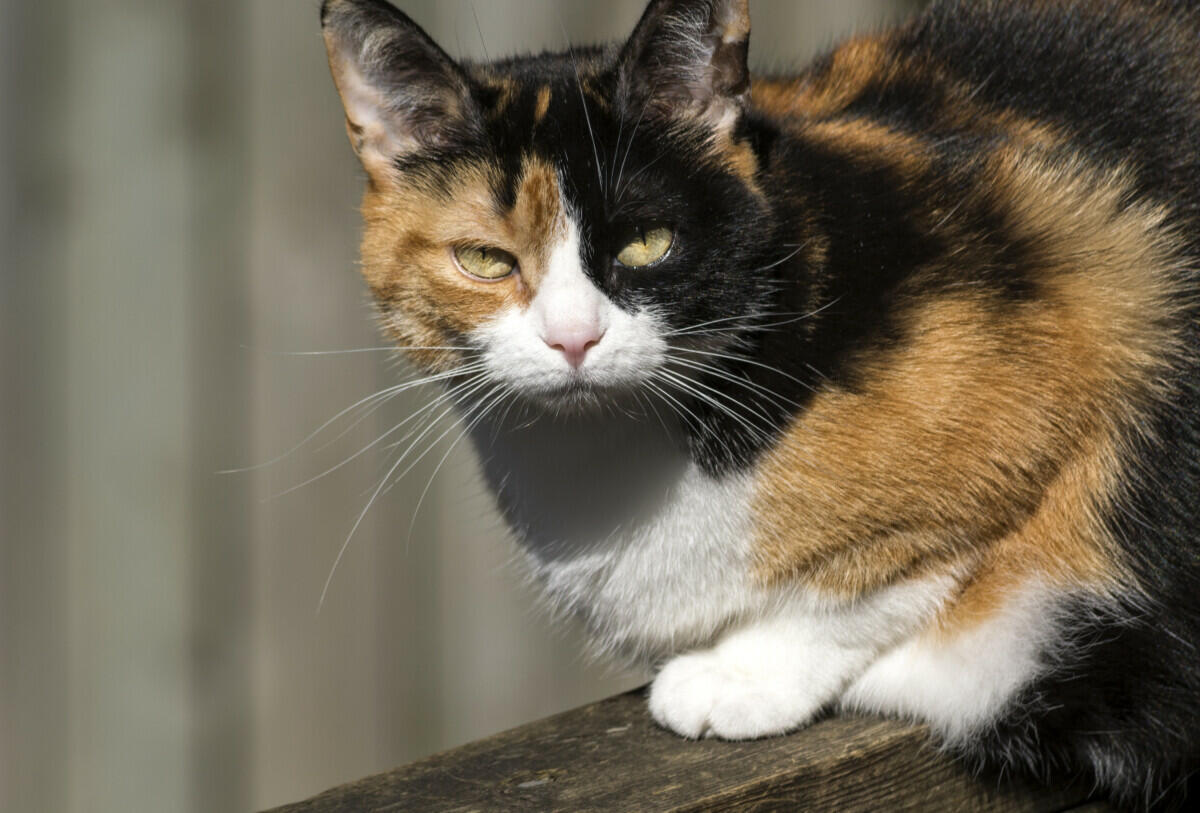 A cat sitting on a wooden railing.
