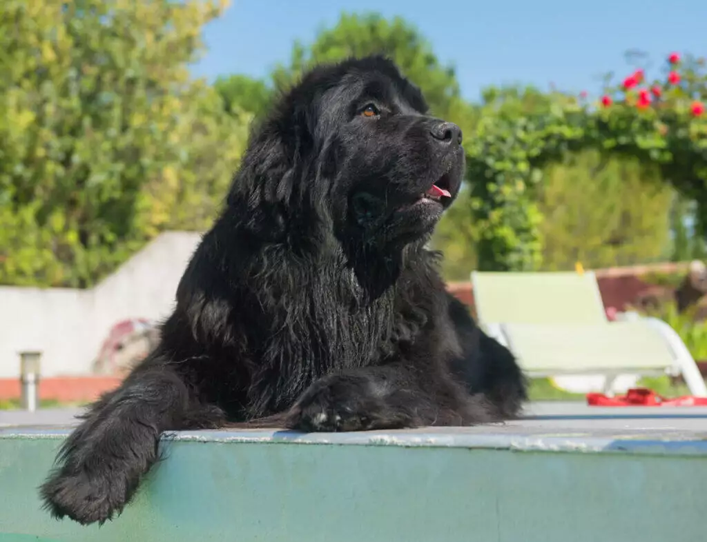 A large black dog laying on the edge of a pool.