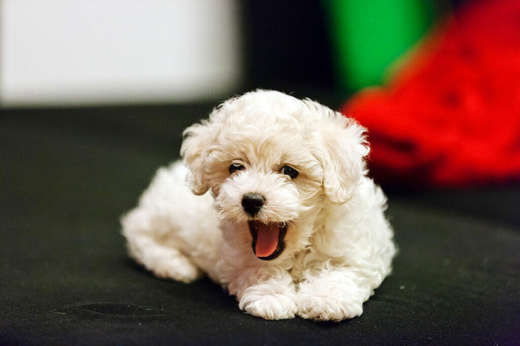 bichon frise puppy