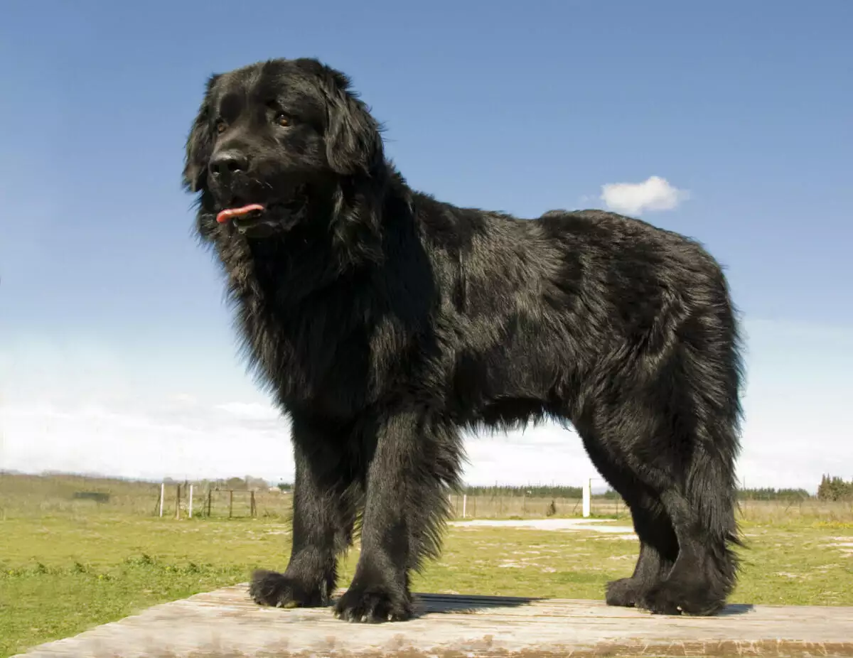 A large black dog standing in a field.